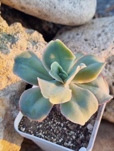 Echeveria Wild Butterfiely