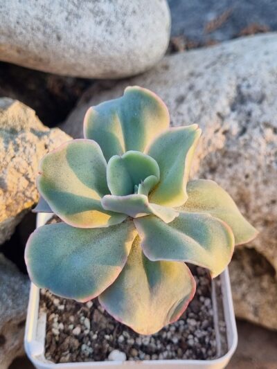 Echeveria Wild Butterfiely - Зображення 2