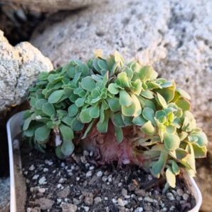 Echeveria Florence cristata