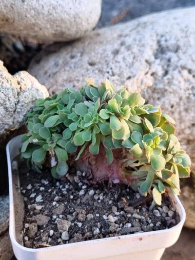 Echeveria Florence cristata