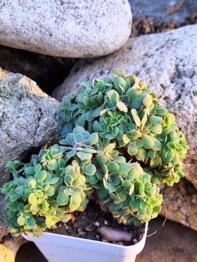 Echeveria Florence cristata - Зображення 2