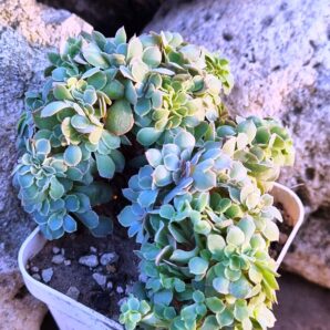 Echeveria Florence cristata