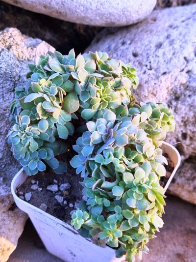 Echeveria Florence cristata