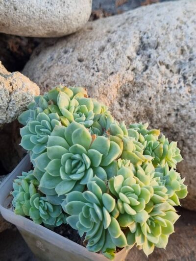 Echeveria Iria - Зображення 2