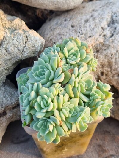 Echeveria Iria