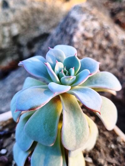 Echeveria Laurensis - Зображення 2