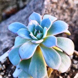 Echeveria Laurensis