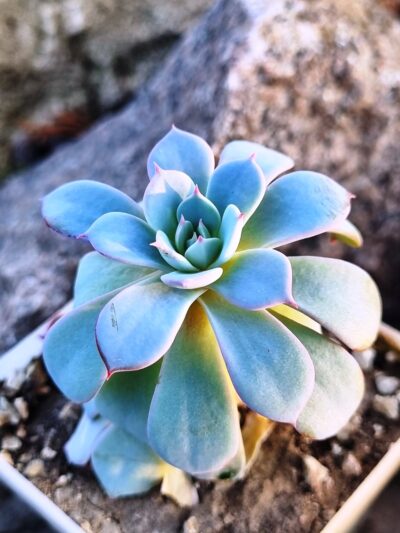 Echeveria Laurensis