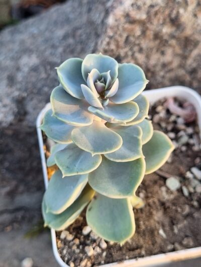 Echeveria Blue Surprise - Зображення 2