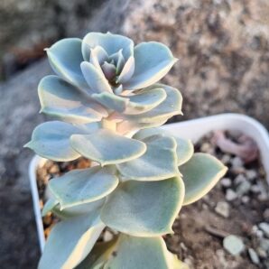 Echeveria Blue Surprise