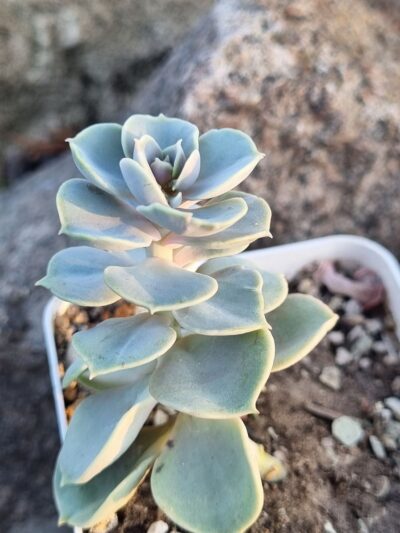 Echeveria Blue Surprise