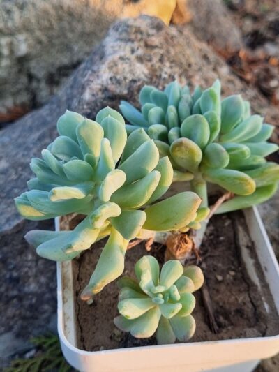 Pachyveria Scheideckeri var - Зображення 2