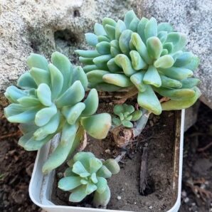 Pachyveria Scheideckeri var