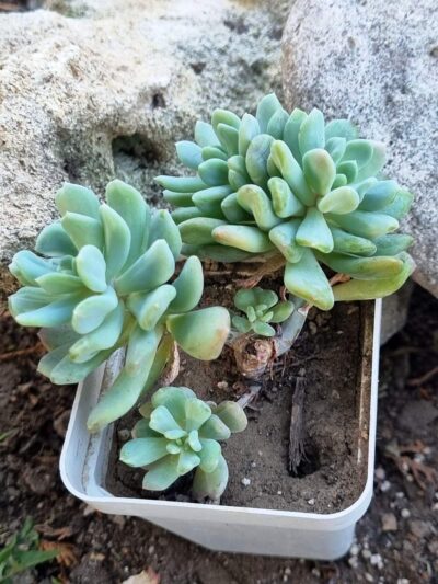 Pachyveria Scheideckeri var