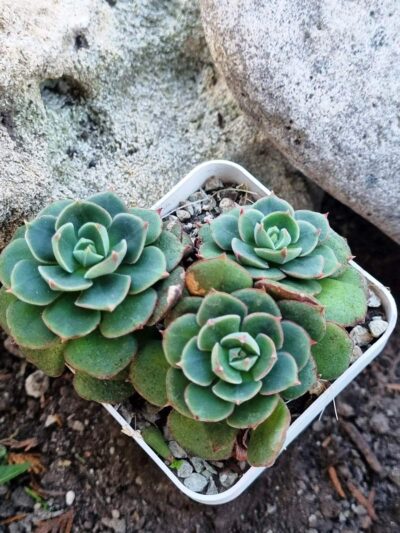 Echeveria Noon Daniel - Зображення 2
