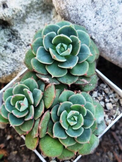 Echeveria Noon Daniel