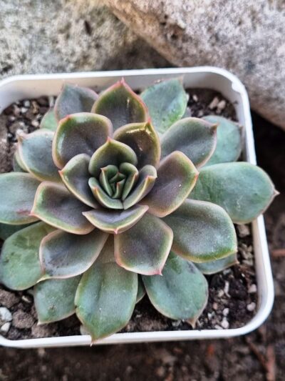 Echeveria Lotus - Зображення 2