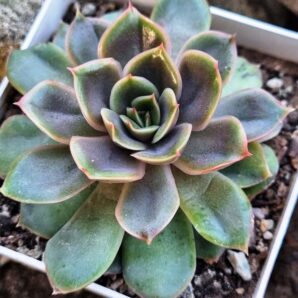 Echeveria Lotus