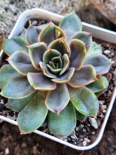 Echeveria Lotus