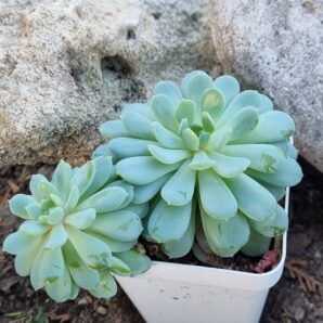 Echeveria Star Orange