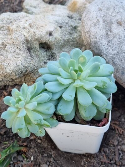 Echeveria Star Orange