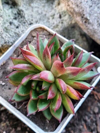 Echeveria agavoides Christmas - Зображення 2