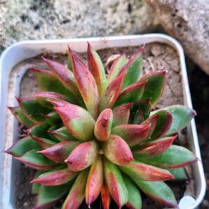 Echeveria agavoides Christmas