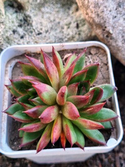 Echeveria agavoides Christmas