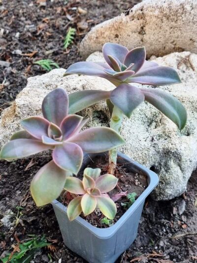 Echeveria Metallica var - Зображення 3