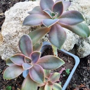 Echeveria Metallica var