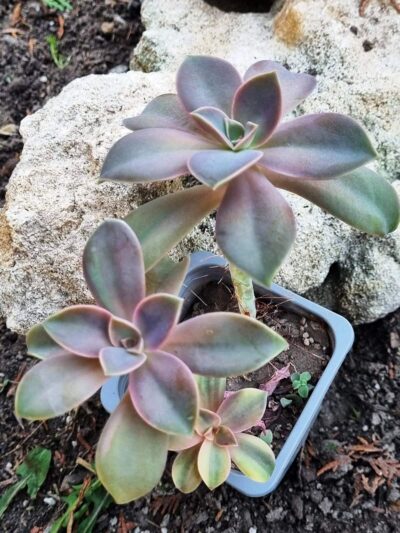 Echeveria Metallica var