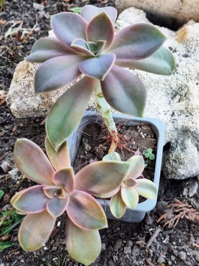 Echeveria Metallica var - Зображення 2