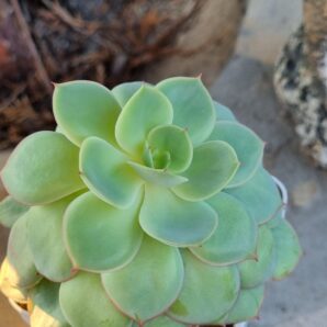 Echeveria Chrysanthemym