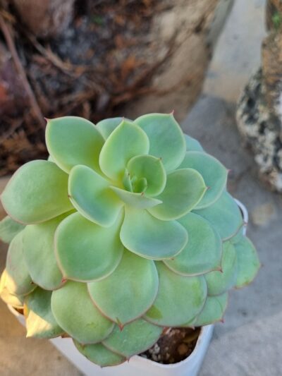 Echeveria Chrysanthemym