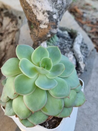Echeveria Chrysanthemym - Зображення 2