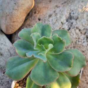Echeveria Dorothy