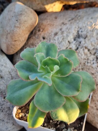 Echeveria Dorothy
