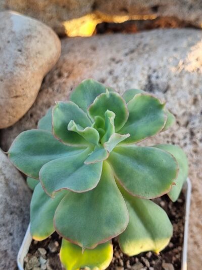 Echeveria Dorothy - Зображення 2
