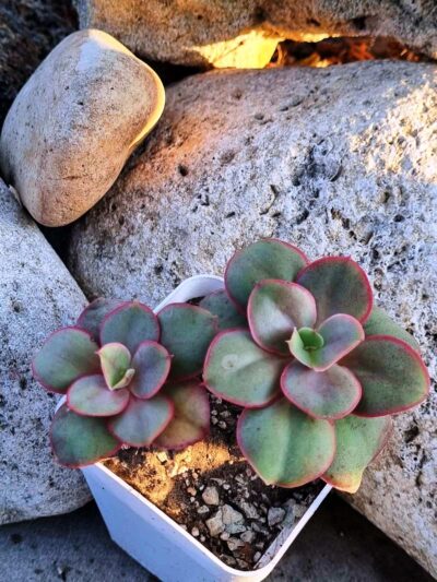 Echeveria Kissing - Зображення 2