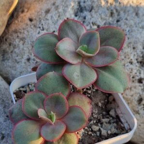 Echeveria Kissing