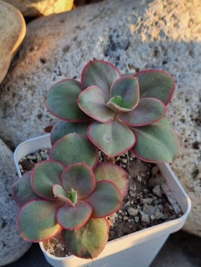 Echeveria Kissing