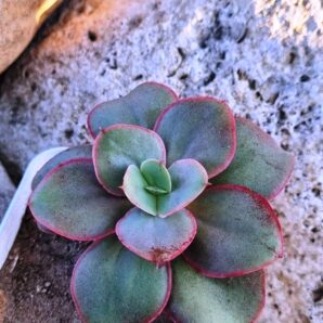 Echeveria Suyon
