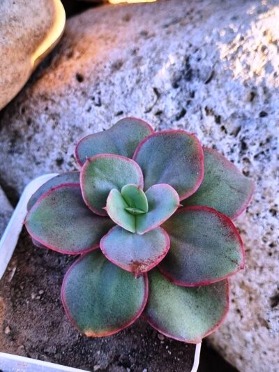 Echeveria Suyon