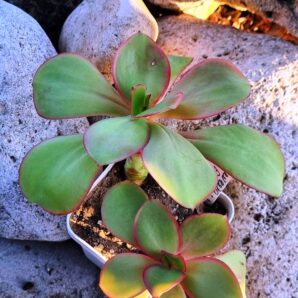 Echeveria Red Finkle