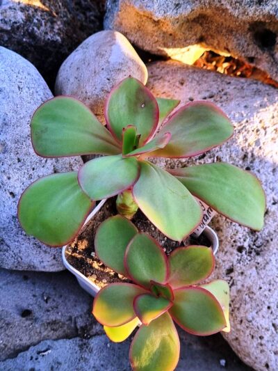 Echeveria Red Finkle