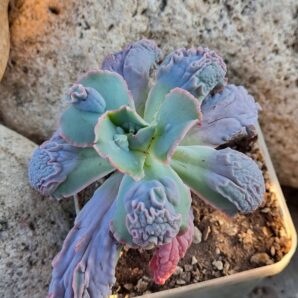 Echeveria Midway