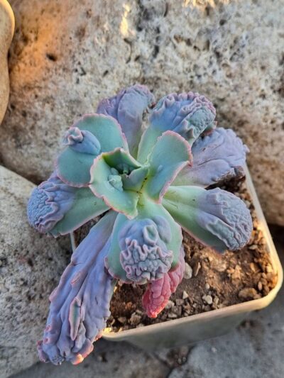 Echeveria Midway