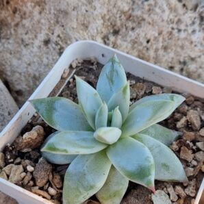 Echeveria Mexican Giant