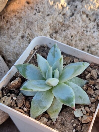 Echeveria Mexican Giant