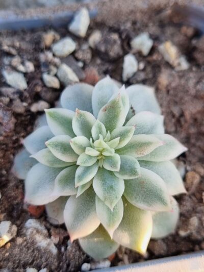 Echeveria Medina var
